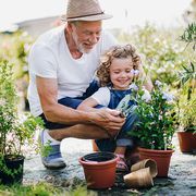 A small girl with senior grandfather in the backyard garden, gardening.